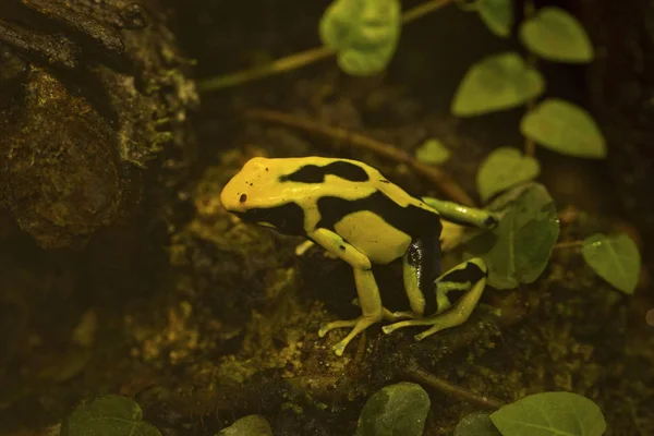 Dyeing Dart Frog Tinc Dyeing Poison Frog Dendrobates Tinctorius Regina — Stock Photo, Image