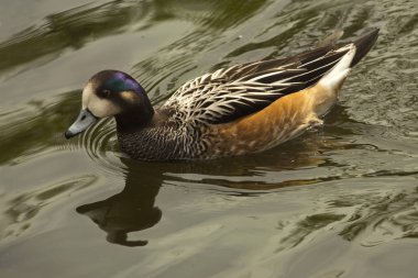 Chiloe wigeon, güney wigeon (Mareca sibilatrix, Anas sibilatrix).