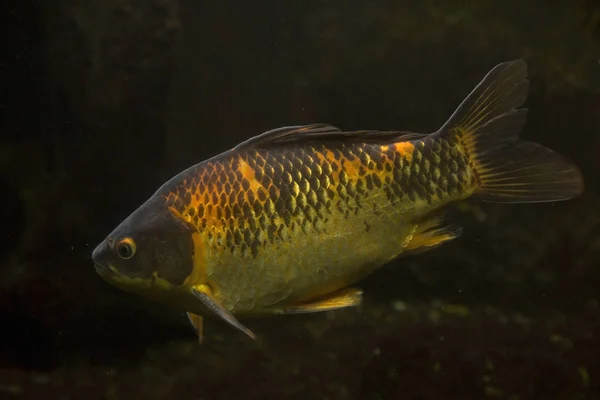 Karp Pruski Carassius Gibelio — Zdjęcie stockowe