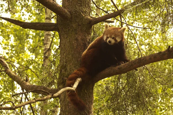 Panda Červená Ailurus Fulgens — Stock fotografie