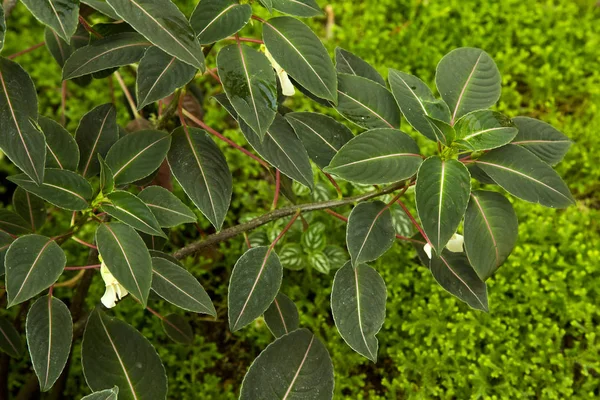 Hak Impatiens Morsei Ogrodzie Botanicznym — Zdjęcie stockowe