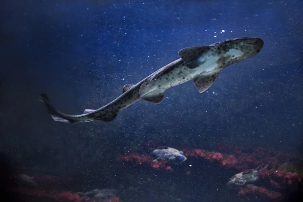 Der Kleinfleckige Katzenhai Sandhaie Schwarzfleckige Haie Rauhhund Morgay Scyliorhinus Canicula — Stockfoto