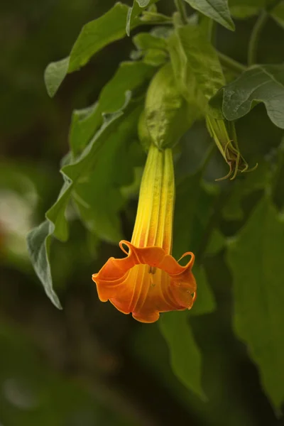 Κόκκινη Σάλπιγγα Αγγέλου Brugmansia Sanguinea — Φωτογραφία Αρχείου