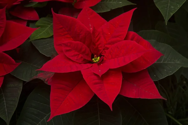 Poinsettia Euphorbia Pulcherrima Jardín Botánico —  Fotos de Stock