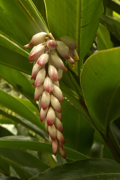 Shell Gember Roze Porselein Lelie Bonte Gember Vlinder Gember Alpinia — Stockfoto