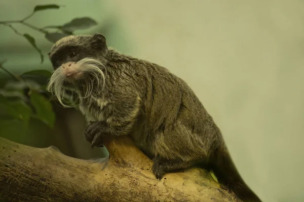 Macaco-sagui Numa árvore Na Natureza Imagem de Stock - Imagem de verde,  comum: 263090543