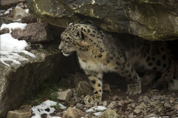 Snow Leopard Panthera Uncia Wilhelma Zoo Stuttgart Germany — Stok fotoğraf