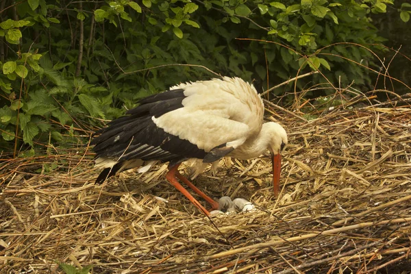 Cigogne Blanche Ciconia Ciconia Dans Zoo Zurich — Photo