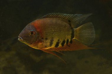 Cichlasoma cichlid (Heros sp. Çürük ).