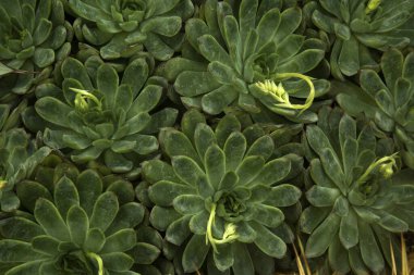  Echeveria pulidonis (yemyeşil sulu bitkiler).