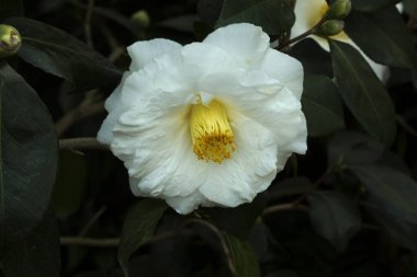 Botanik bahçesinde kamelya japonica 