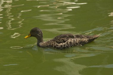 Sarı gagalı ördek (Anas undulata).