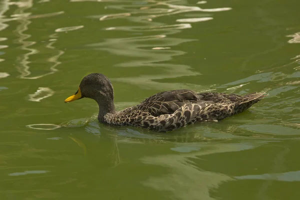 Pato Bico Amarelo Anas Undulata — Fotografia de Stock