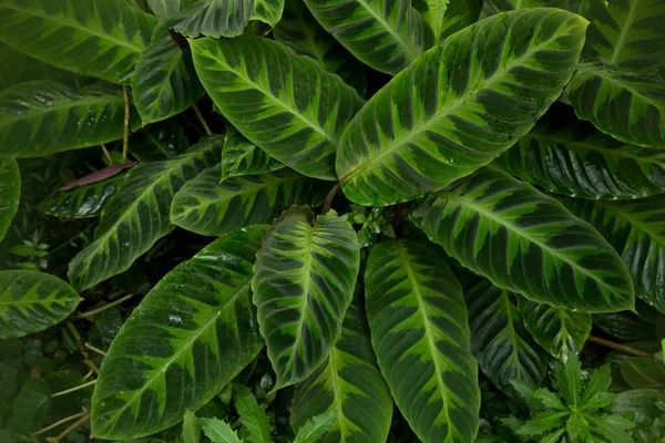 Calathea Warscewiczii Maranta Warscewiczii Phyllodes Warscewiczii — Zdjęcie stockowe