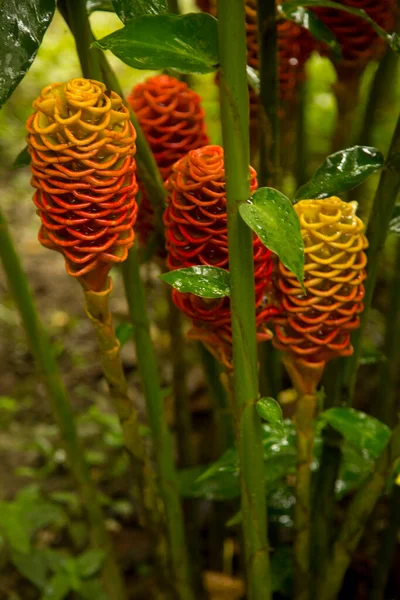 Bitter Ginger Shampoo Ginger Pinecone Ginger Zingiber Zerumbet — Stock Photo, Image