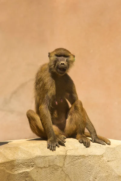 Babuino Guinea Babuino Sabana Papio Papio Zoológico París — Foto de Stock