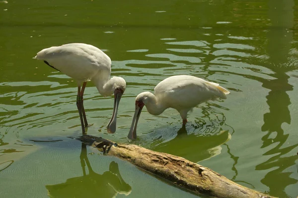 Afrikaanse Lepelaar Platalea Alba — Stockfoto