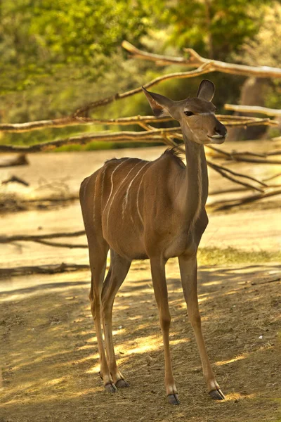 法国巴黎动物园里最大的Kudu Tragelaphus Strepsiceros — 图库照片