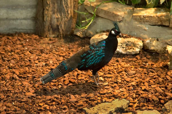 Palawan Peacock Pheasant Polyplectron Napoleonis Στο Ζωολογικό Κήπο Της Στουτγάρδης — Φωτογραφία Αρχείου