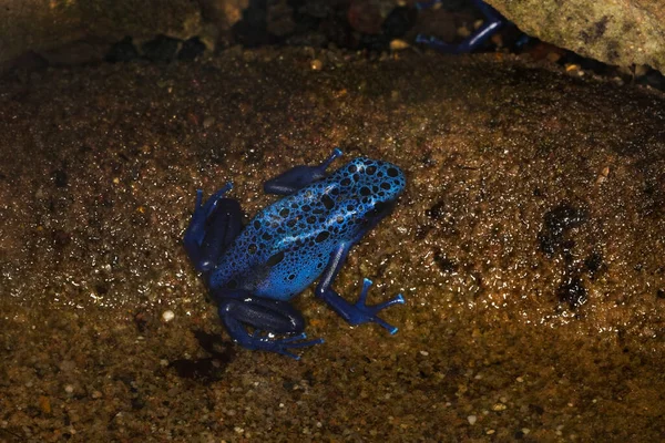 Blue Poison Dart Frog Blue Poison Arrow Frog Dendrobates Tinctorius — Stock Photo, Image