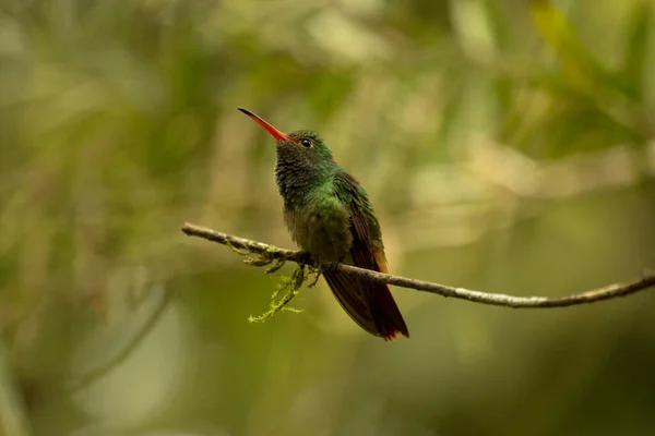 Den Rufsiga Kolibrin Amazilia Tzacatl — Stockfoto