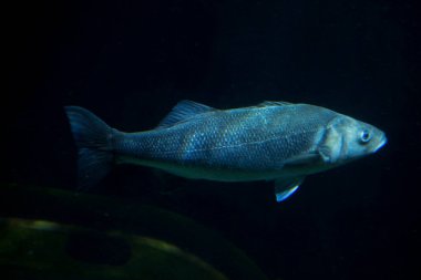 Avrupa Bası (Dicentrarchus labrax).