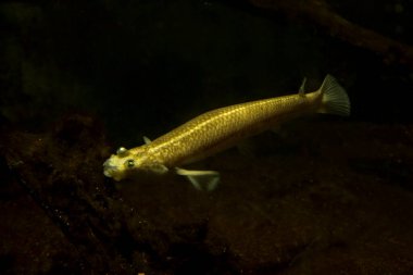 Dört gözlü balık (Anableps anableps)).