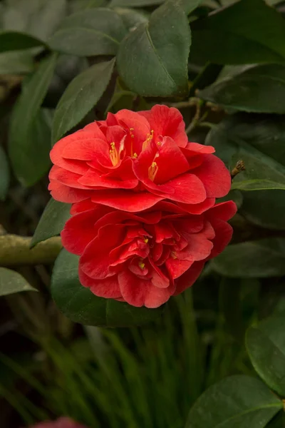 Camellia Japonica Calipso Vera Dans Jardin Botanique — Photo