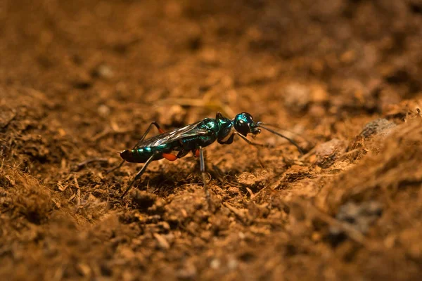 Emerald Cockroach Wasp Jewel Wasp Ampulex Compressa — Stock Photo, Image