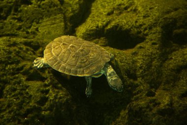 Geoffroy 'un yan boyunlu kaplumbağası veya Geoffroy' un kurbağa kafalı kaplumbağası (Phrynops geoffroanus).