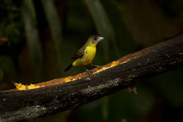 Ohnivzdorný Tanager Ramphocelus Flammigerus Samice — Stock fotografie