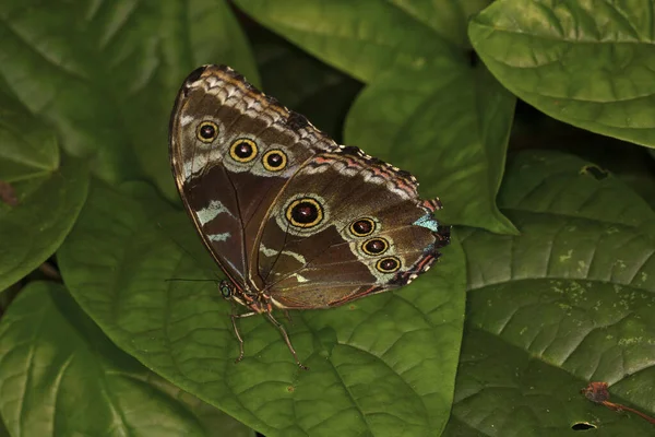 Caligo Memnon Coruja Gigante Coruja Pálida — Fotografia de Stock