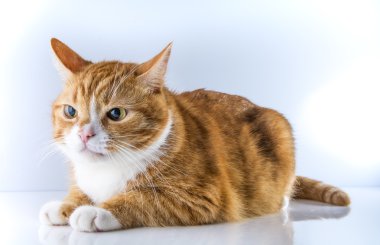  hafif bir arka plan üzerinde evde beslenen hayvan kedi