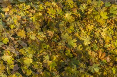 Sonbahar sarı akçaağaç yaprakları 