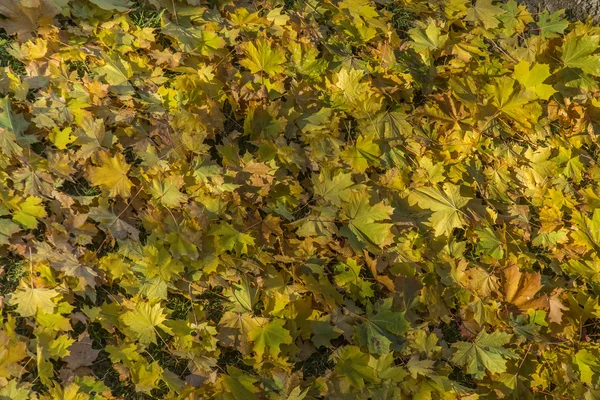 Sonbahar sarı akçaağaç yaprakları 