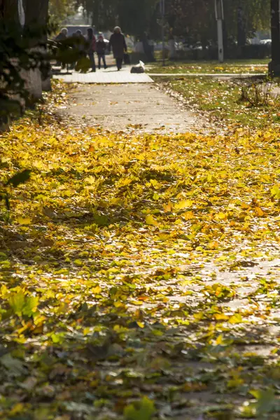Hojas de arce amarillo del otoño — Foto de Stock