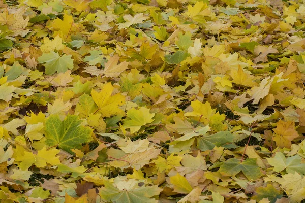 Folhas de bordo amarelas do outono — Fotografia de Stock