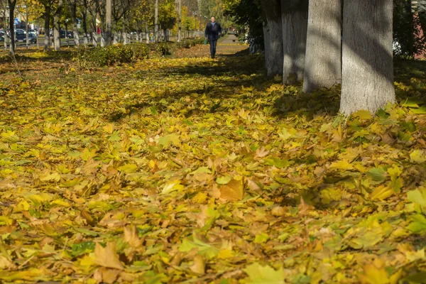 Sonbahar sarı akçaağaç yaprakları — Stok fotoğraf