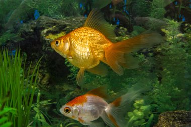 güzel akvaryum balık