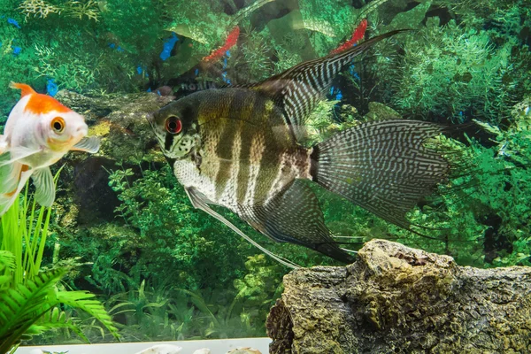 Belo peixe de aquário — Fotografia de Stock