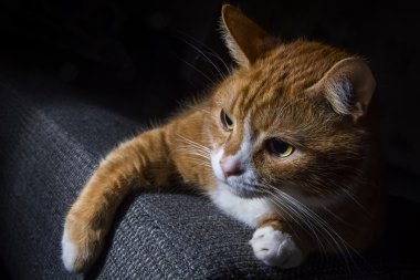 karanlık bir arka plan üzerinde yerli kedi 