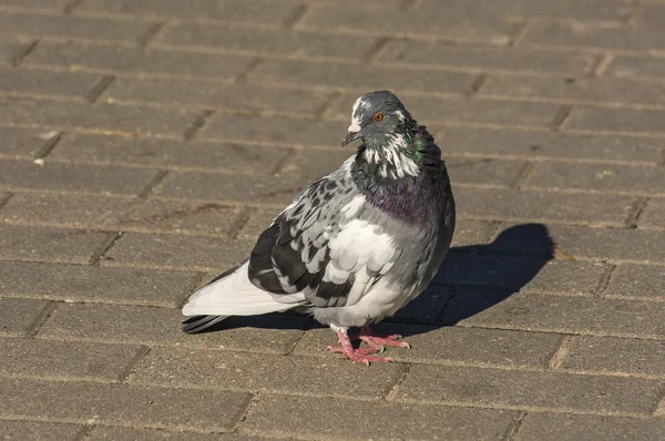 도시 비둘기가 — 스톡 사진
