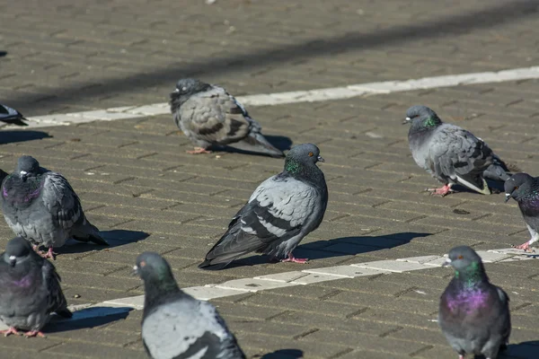 City pigeon autumn — Stock Photo, Image