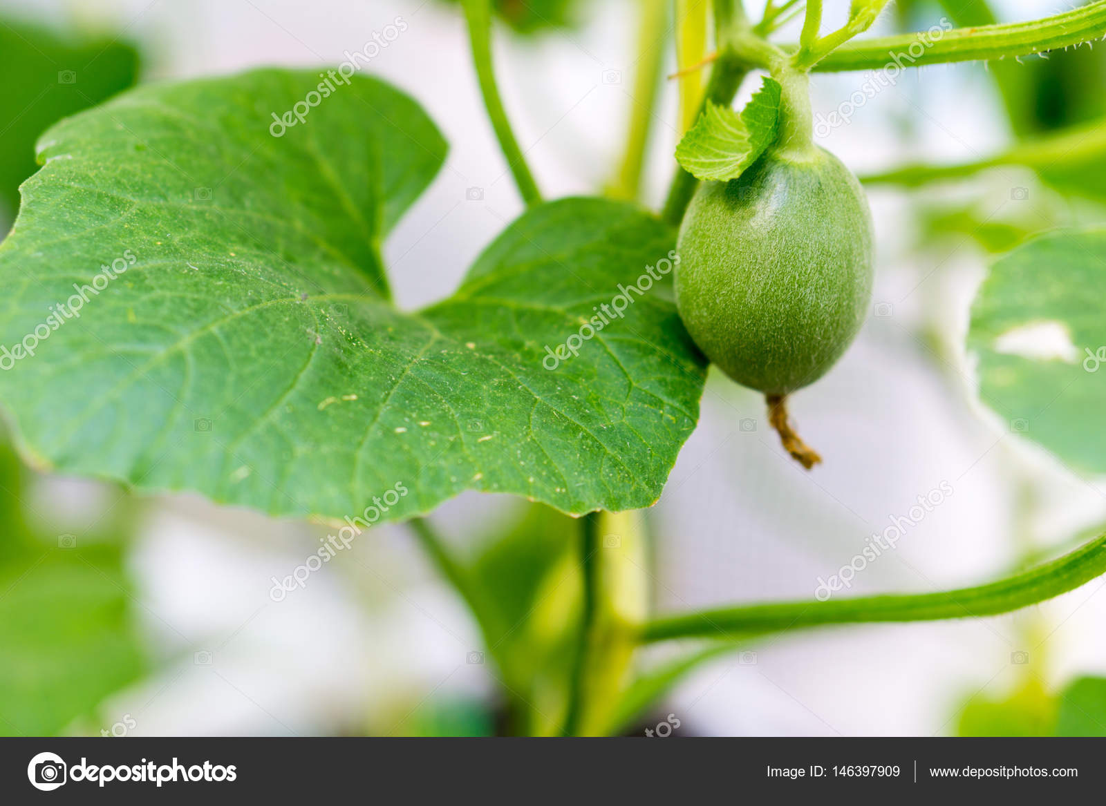 Baby Melon Baby Melon
