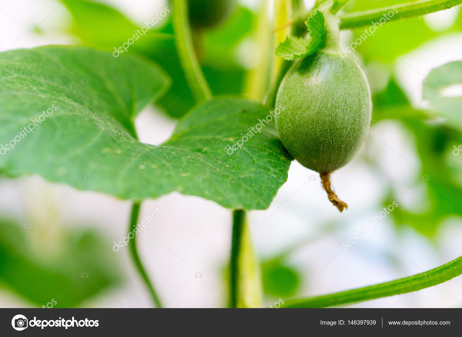 Baby Melon Baby Melon