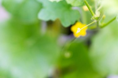 Çiçek organik tarım.