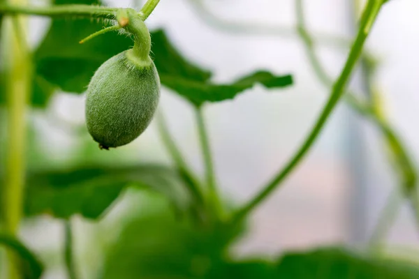 Close-up Baby-Melone mit Melonenblüte, beliebt — Stockfoto