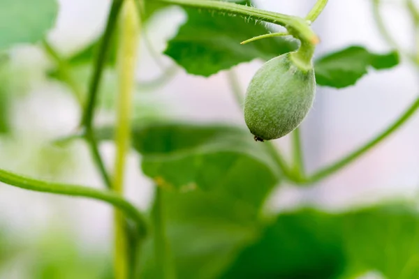 Close-up Baby-Melone mit Melonenblüte, beliebt — Stockfoto