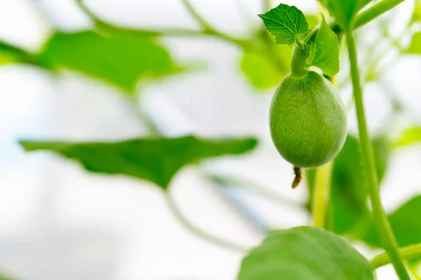 Close up baby melon with melon flower, popular — Stock Photo, Image