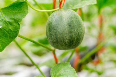 küçük Japonya kavun (Honeydew kavun) grubundaki